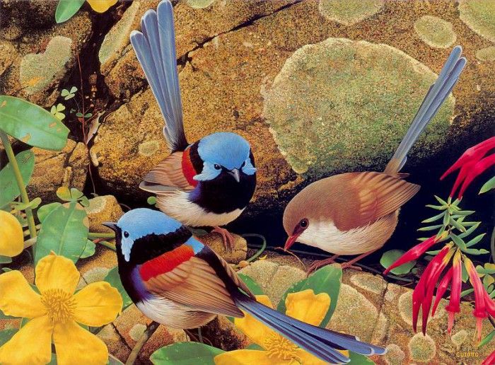 Oz AGls023 Ego Guiotto Varigated Fairy-Wren Painting. Guiotto, ���