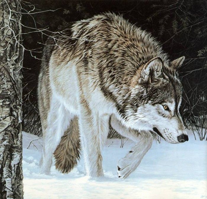 Parker, Ron - Gray Wolf (end. , 