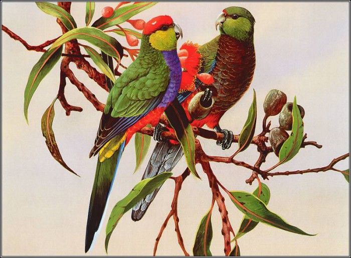 pa EricShepherd AP2004 09 Red CappedParrots. , 