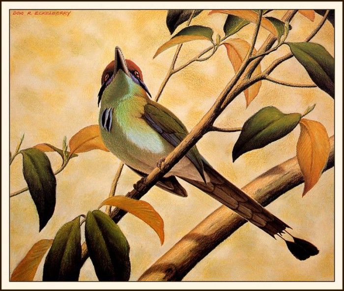 bs-na- Don R Eckelberry- Russet- Crowned Motmot. Eckelberry,  R