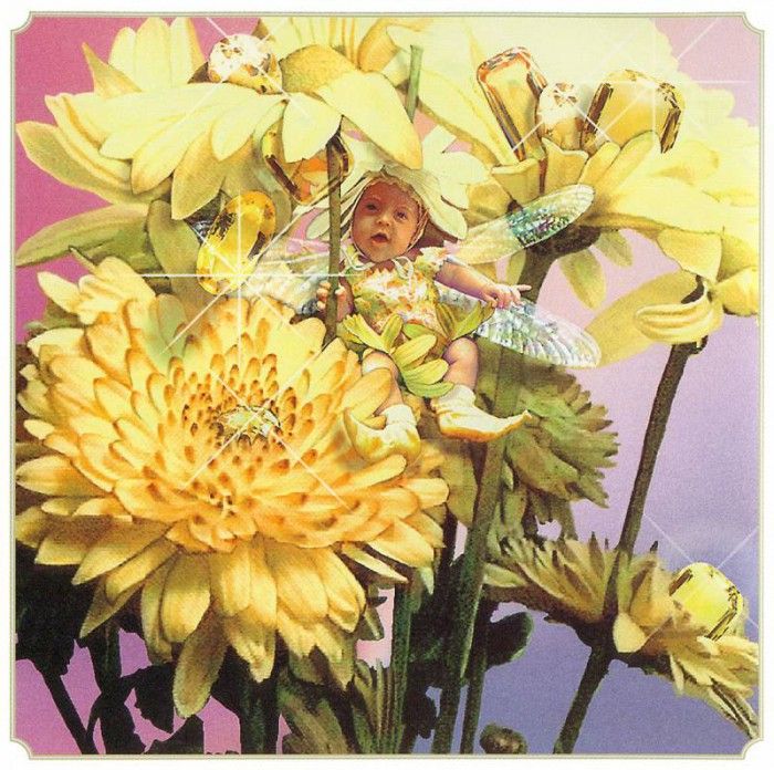 kb Cross Tom Aut Chrysanthemum Fairy. , 