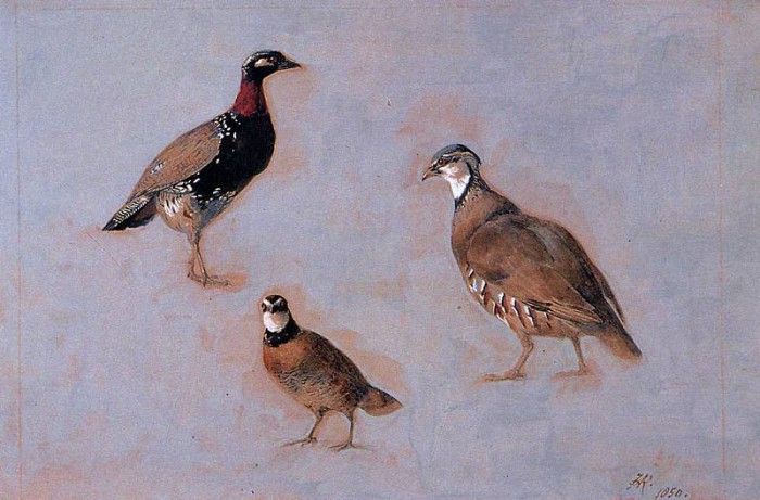 Knip-Ronner Henrietta Three fowls Sun. Ronner Knip-