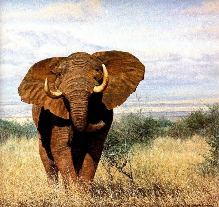Ae 39 Tsavo Elephant Simon Combes sqs. , 