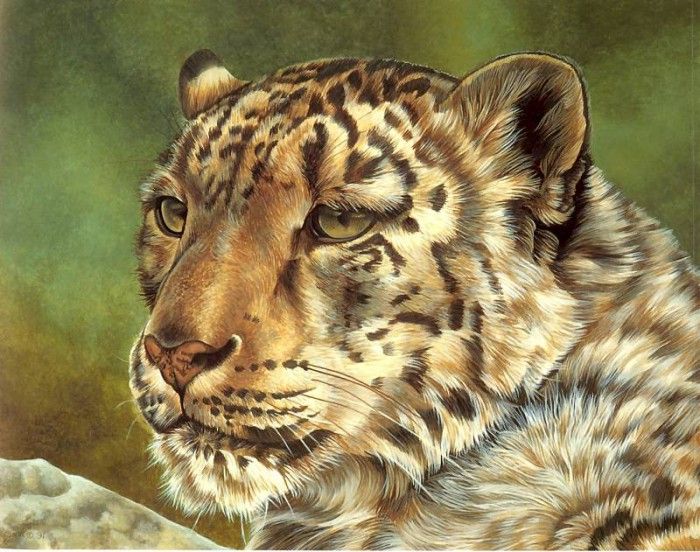 s4-vanishingspecies012-snowleopard. , L