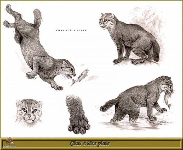 PO pfrd 138 Chat  tte plate. Dallet, 
