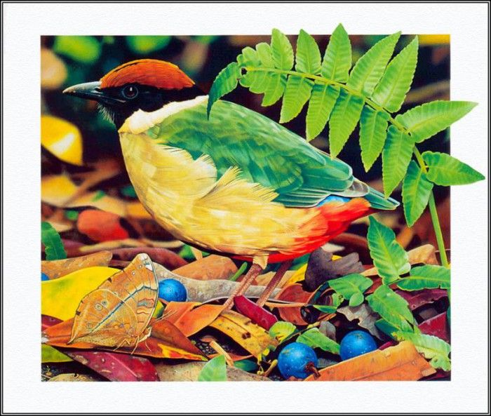 pa AusGeoArt 2003 08 EgoGuiotto NoisyPitta. Guiotto, 