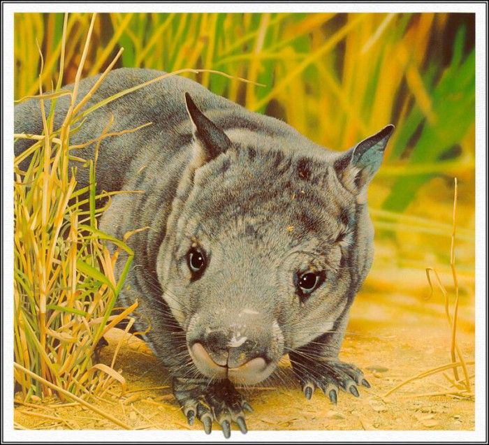 pa AusGeoArt 2003 15 EgoGuiotto NorthernHairy NosedWombat. Guiotto, 
