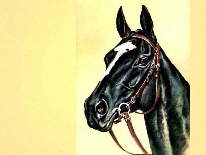 illustrated horse csg002 donald schwartz. , 