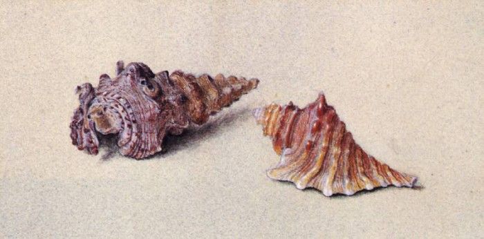 Ruskin John Study of Two Shells. , 