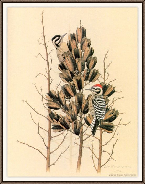 Sj WbZ 16 Ladder-backed Woodpecker. , 