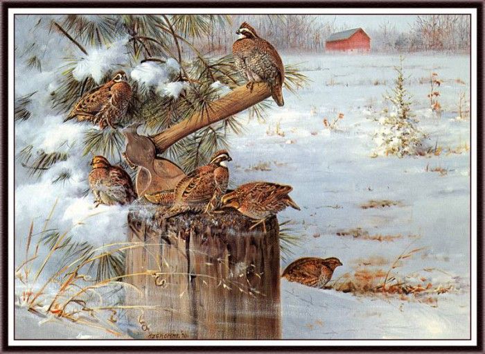 bs-na- Owen J Gromme- Wintering Quail. Gromme,  J