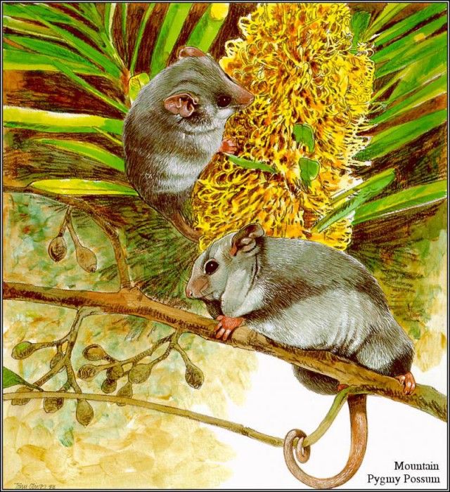pa TonyOliver AustralianEndangeredWildlife 13. , 