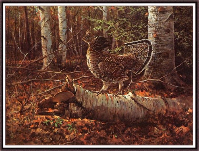 bs-na- Owen J Gromme- Sunlit Glade- Ruffed Grouse. Gromme,  J