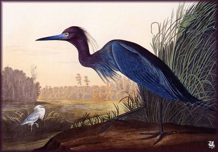 ma Audubon Blue Crane Jeron. Audubon,  