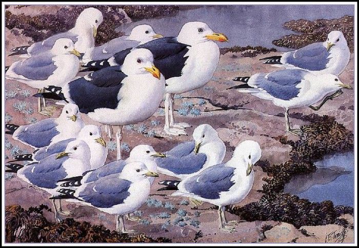 43636. Tunnicliffe, 
