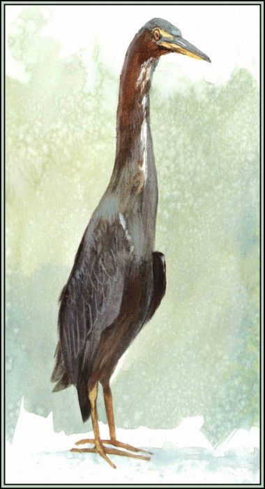 D50-AWE062-RB-Green Backed Heron 1. Bansemer, 