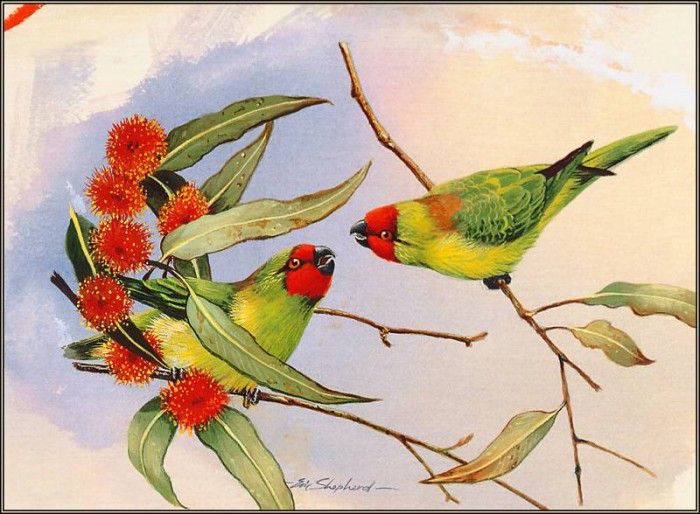 pa EricShepherd 07 LittleLorikeet. , 