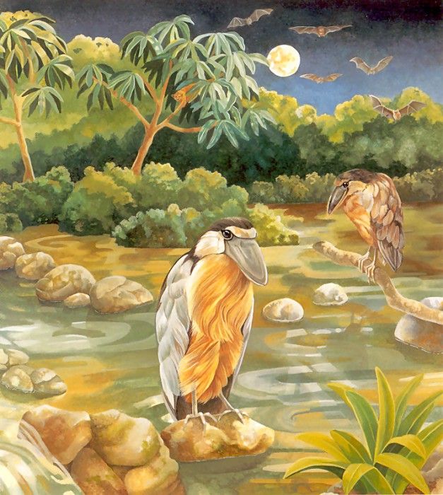 s4-vanishingspecies038-boatbilledheron. �����, L