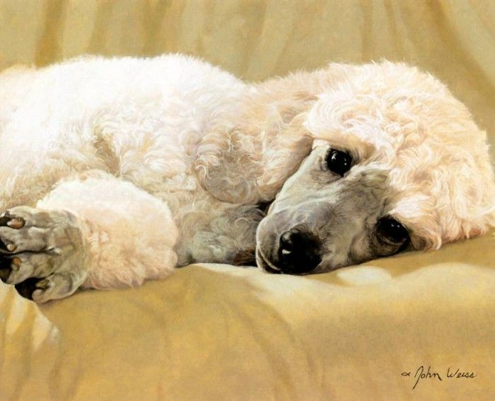 kb Weiss John-White Standard Poodle. , 