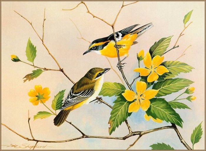 pa EricShepherd 07 Yellow BreastedBoatbills. , 