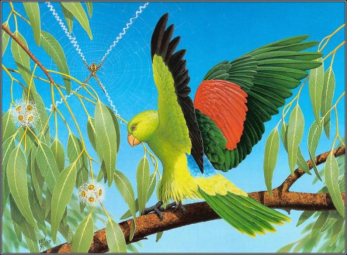 pa KevinStead 11 Red WingedParrot. ����, �����