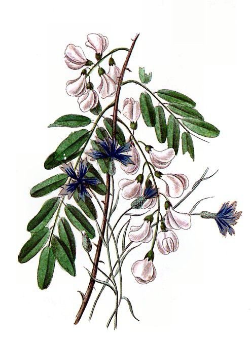 Barbara Milo Ohrbach - A Token of Friendship 08, De. Ohrbach, ������� Milo