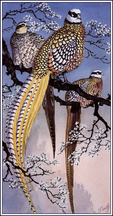 43641. Tunnicliffe, 