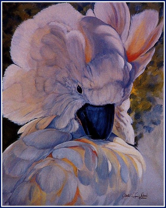 bs-na- Sallie Lynn Davis- Moluccan Cockatoo. ,  