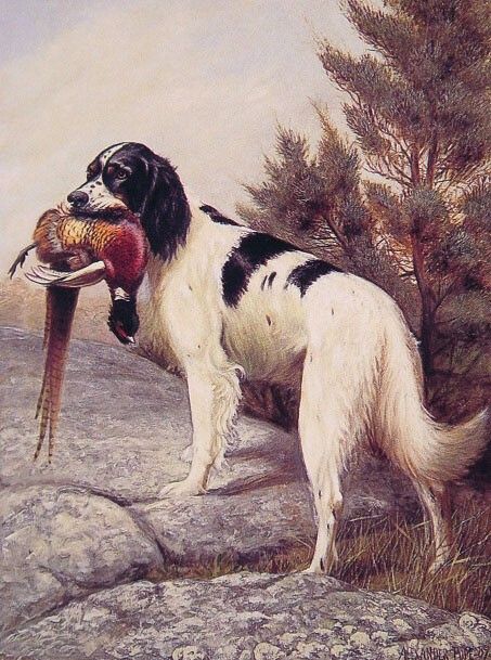 Hunting Dog With Pheasant. , 