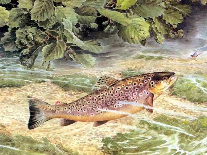 waters edge csg013 trout rising to a blue winged olive. , 