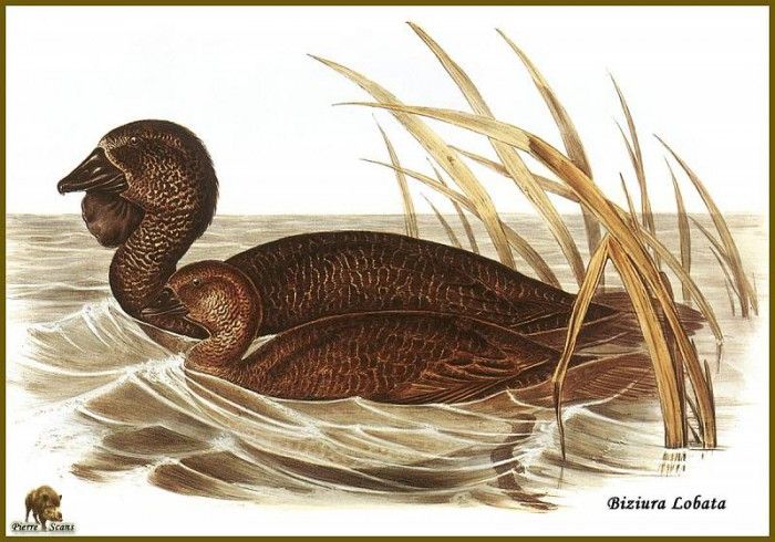 PO ptb 18 Erismature � Barbillon. ����, ����