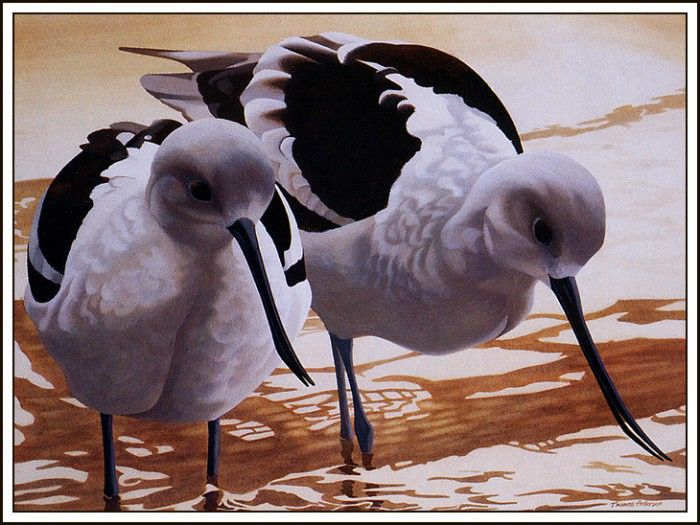 bs-na- Thomas Anderson- American Avocets. , 