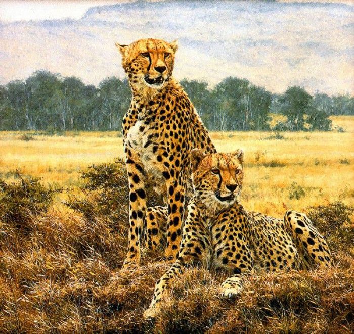 Ae 06 Cheetah Pair  Detail  Simon Combes sqs. , 