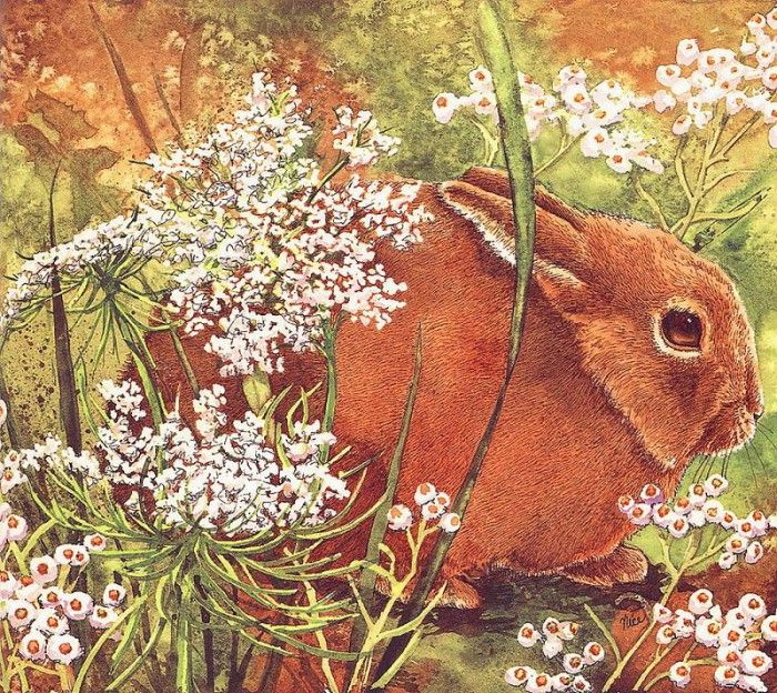 lrs Nice Claudia Rabbit& Flor Lace. , 