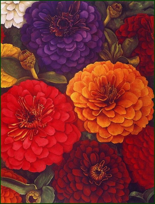 lrsAdamsSusan-Zinnias. , 