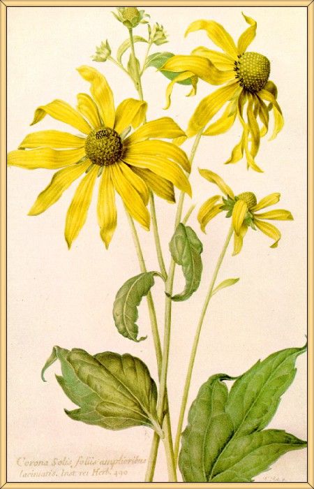 Robert-Nicolas Rudbeckia-laciniata-sj. , 