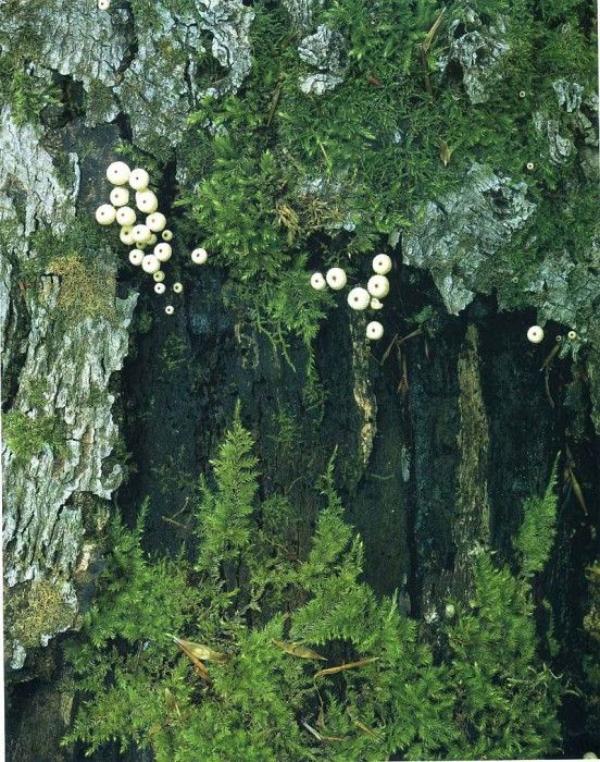 art 727. , 