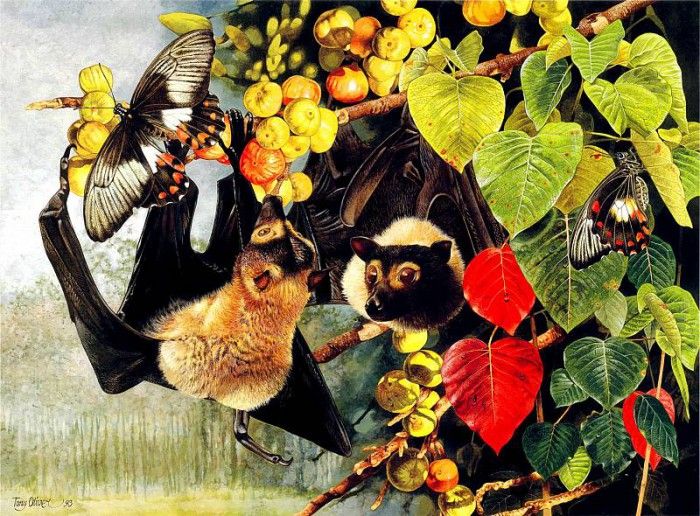 Oz AGls089 Tony Oliver Spectacled Flying Fox. , 