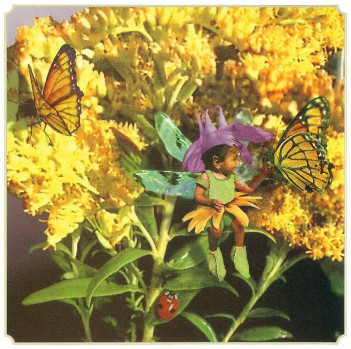 kb Cross Tom Aut Goldenrod Fairy. , 