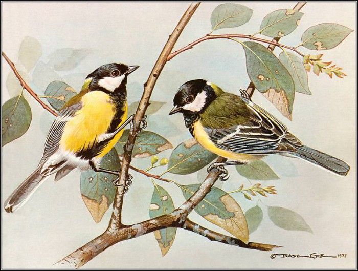 pa BasilEde 33 GreatTit. , 
