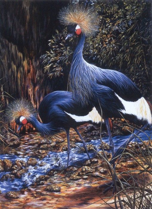 kb Davis Sallie-West African Crown Cranes. ,  