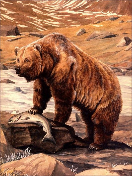 bs-na- Louis Agassiz Fuertes- Alaska Brown Bear. Fuertes  