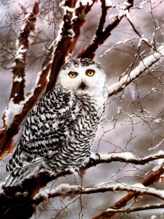 Aaw109 Lesley Harrison Eyes of the Spirit sqs. , 
