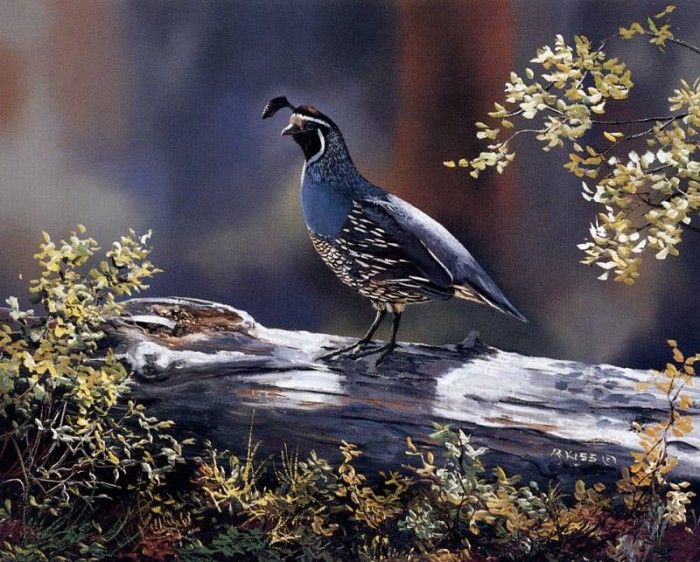 Andrew Kiss - California Quail, De. , 