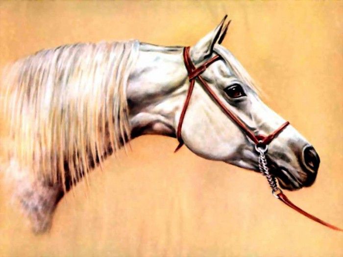 illustrated horse csg015 donald schwartz. , 