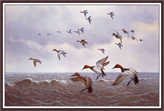 bs-na- Owen J Gromme- Late Season- Canvasbacks. Gromme,  J