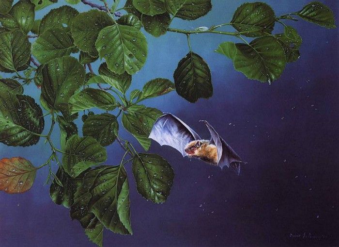 lrs Perkins David Pipistrelle. , 