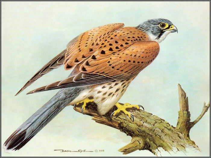 pa BasilEde 60 Kestrel. , 