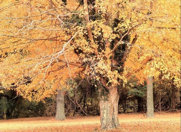 Charles Gurche - Colonial National Park VA, De. Gurche, 