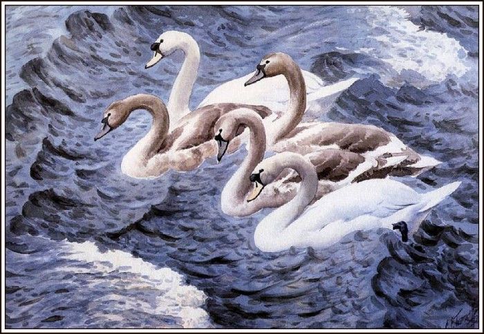 43652. Tunnicliffe, 